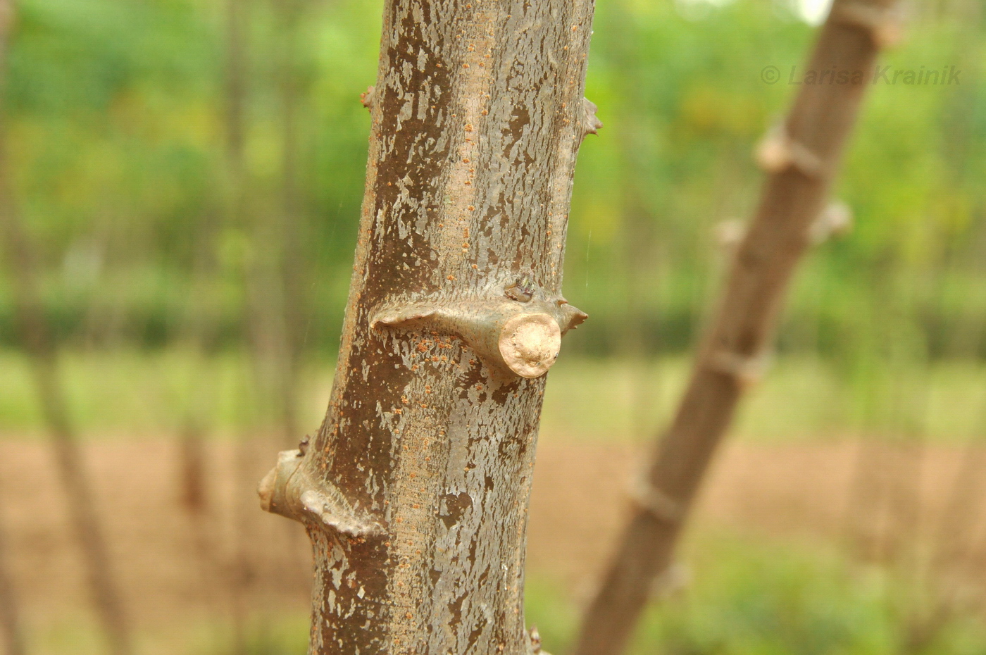 Image of Manihot esculenta specimen.