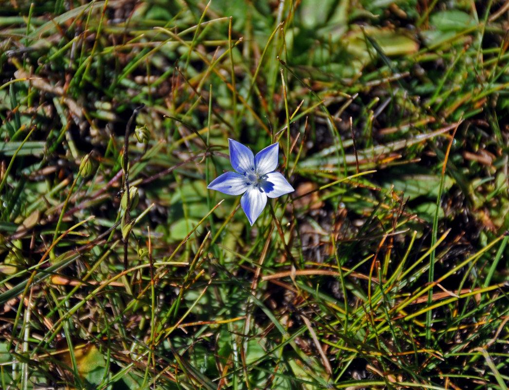 Image of Lomatogonium carinthiacum specimen.