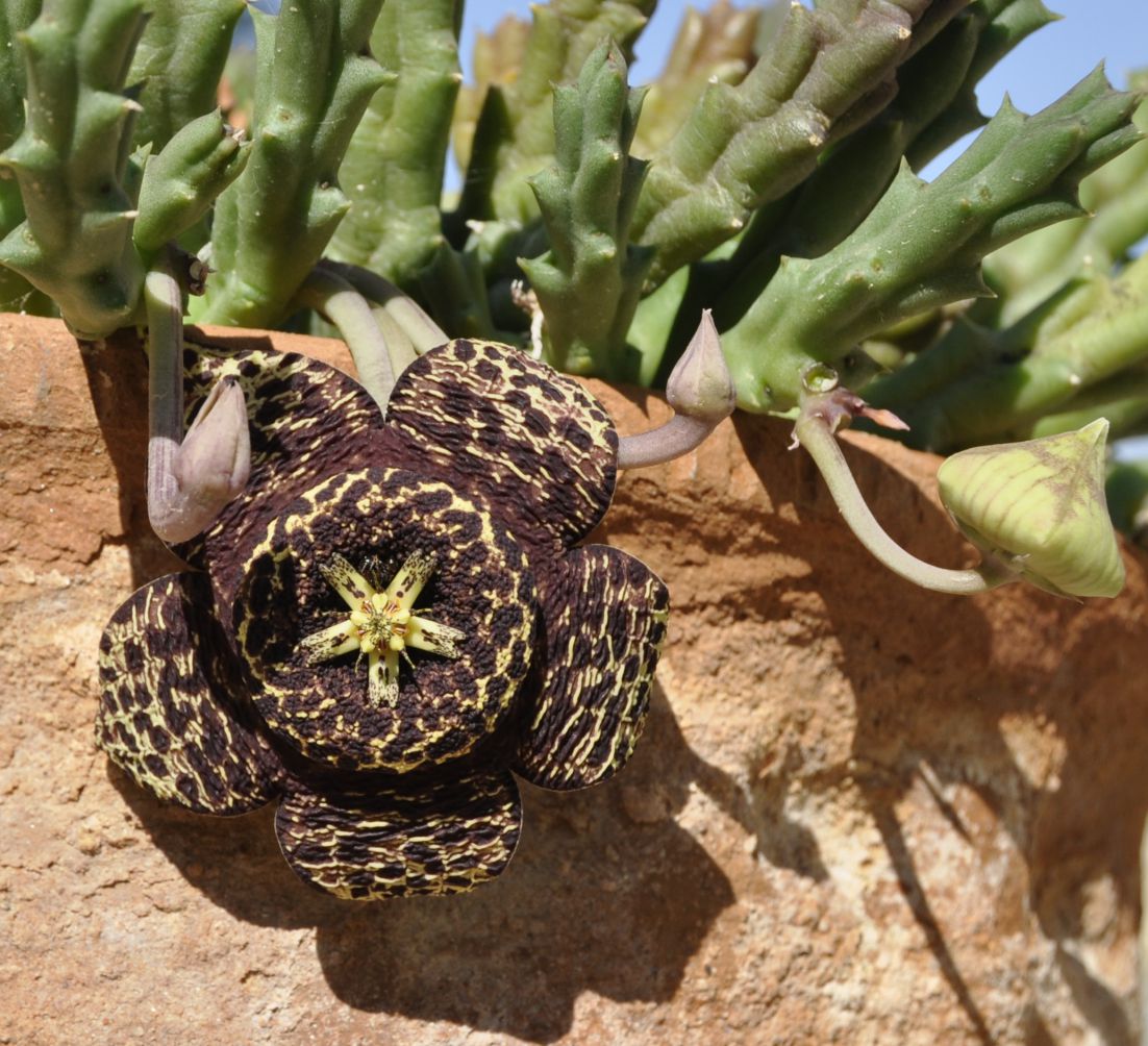 Image of Orbea variegata specimen.