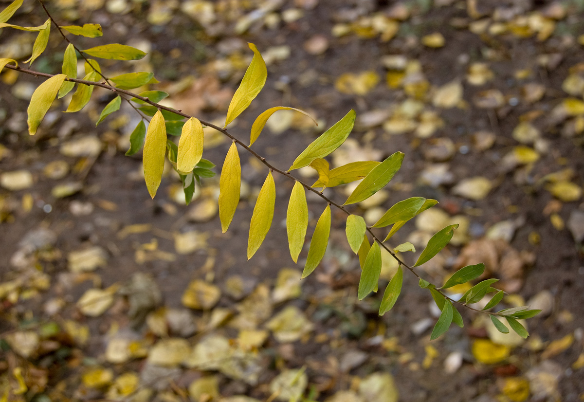 Image of Spiraea &times; cinerea specimen.