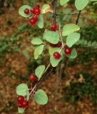 genus Lonicera
