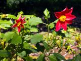 Dahlia pinnata