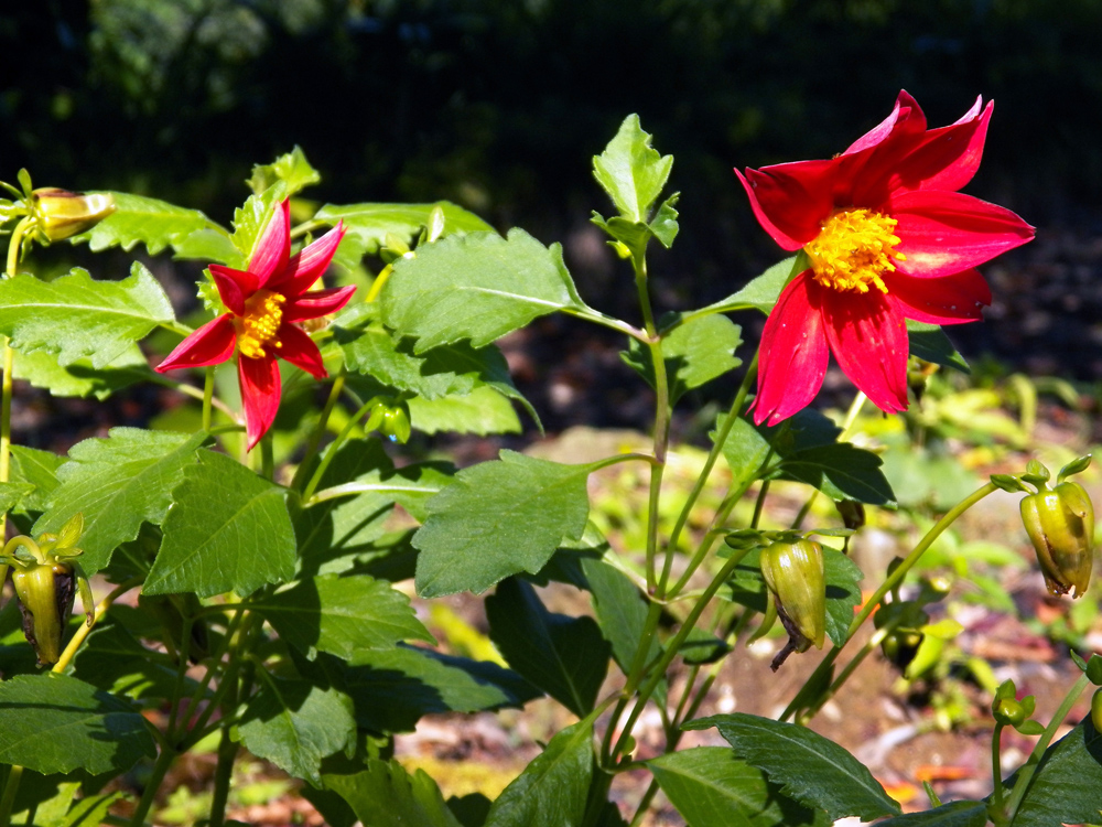 Изображение особи Dahlia pinnata.