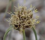 Cyperus capitatus