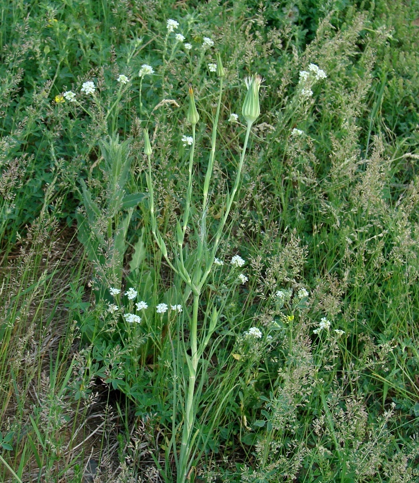 Image of Tragopogon orientalis specimen.