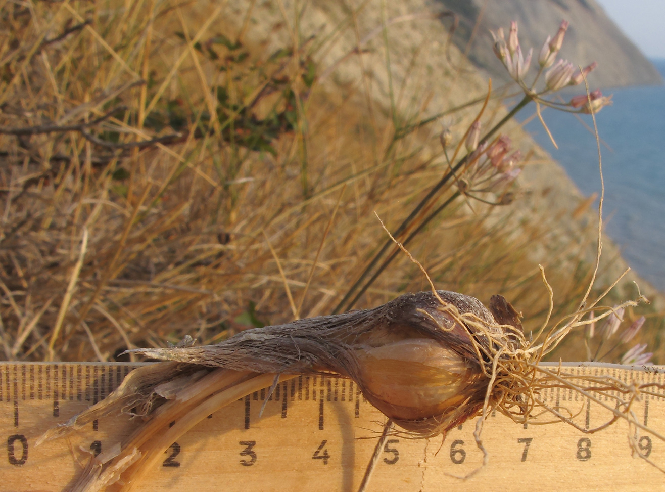 Image of Allium moschatum specimen.