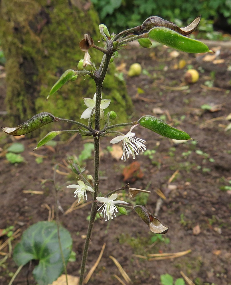 Image of Beesia calthifolia specimen.