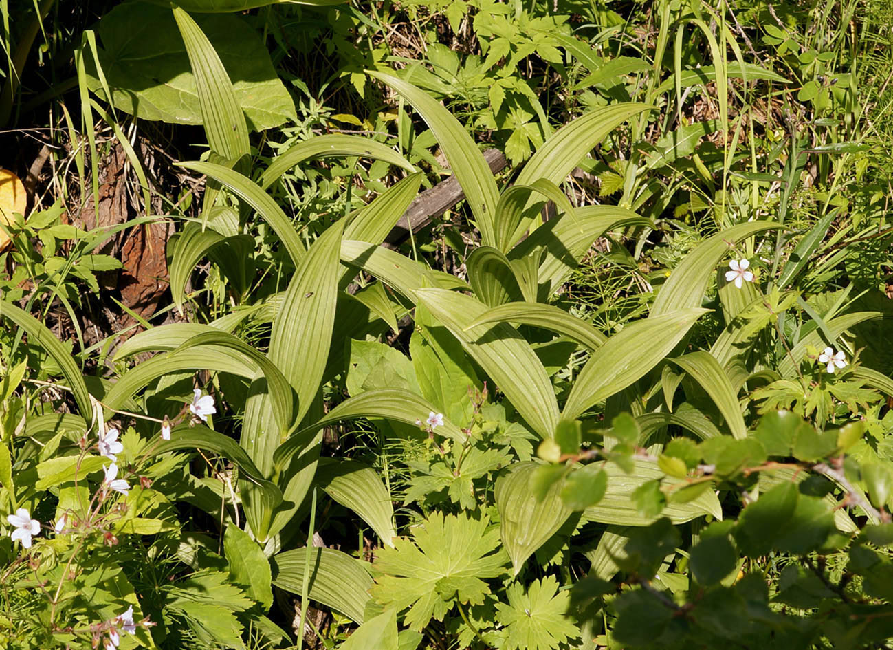 Изображение особи Veratrum lobelianum.