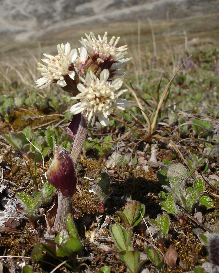 Image of Petasites frigidus specimen.