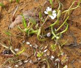 Ranunculus pallasii