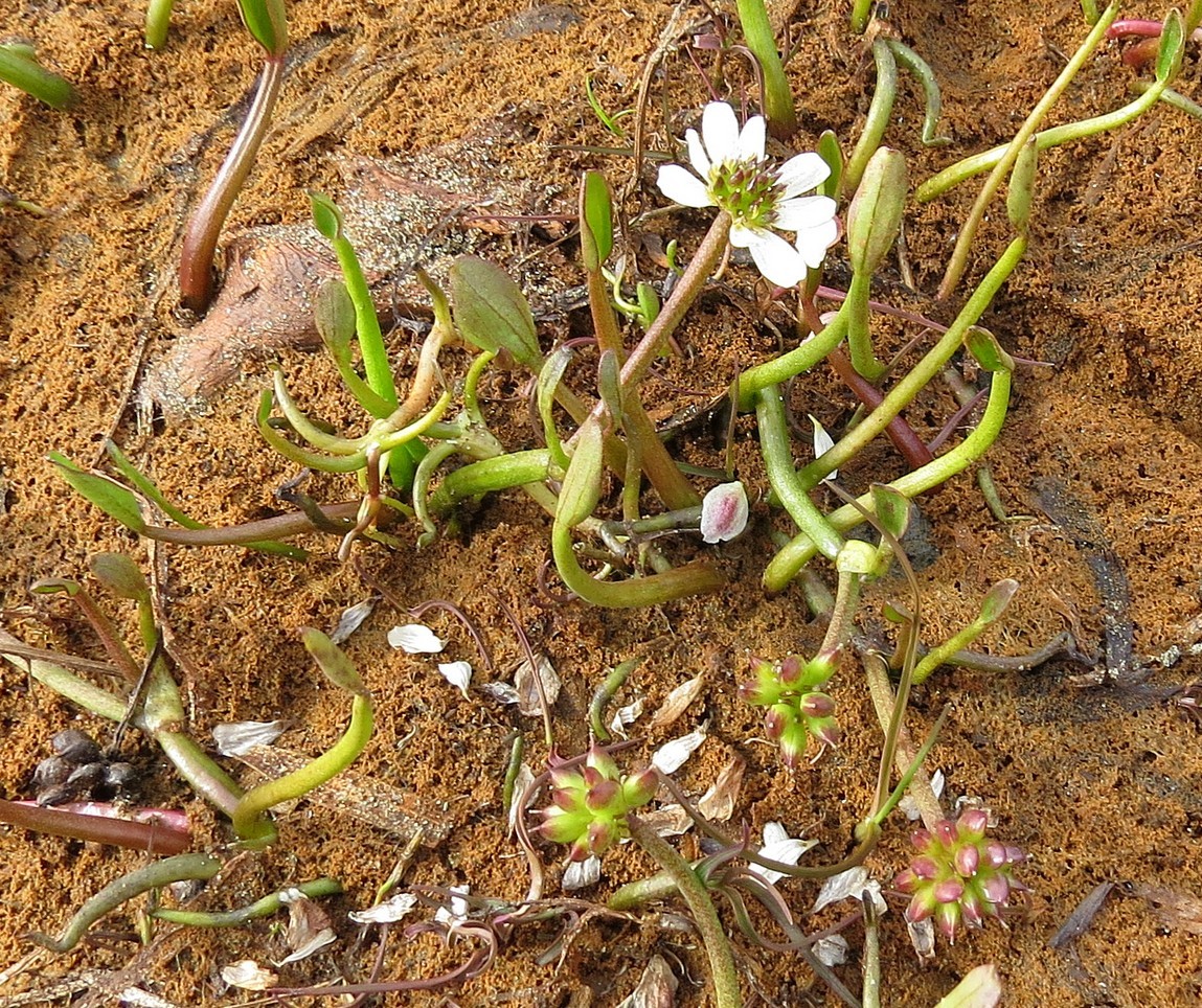 Изображение особи Ranunculus pallasii.