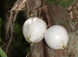 Syzygium cormiflorum