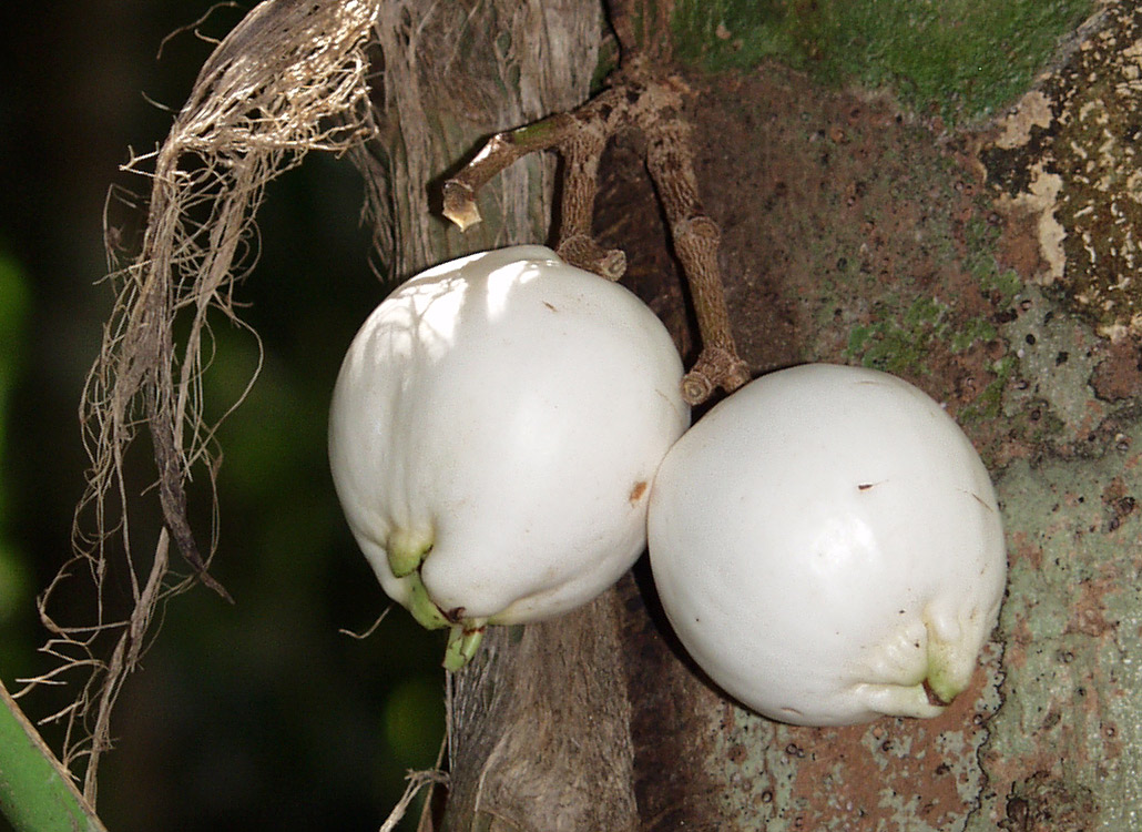 Изображение особи Syzygium cormiflorum.