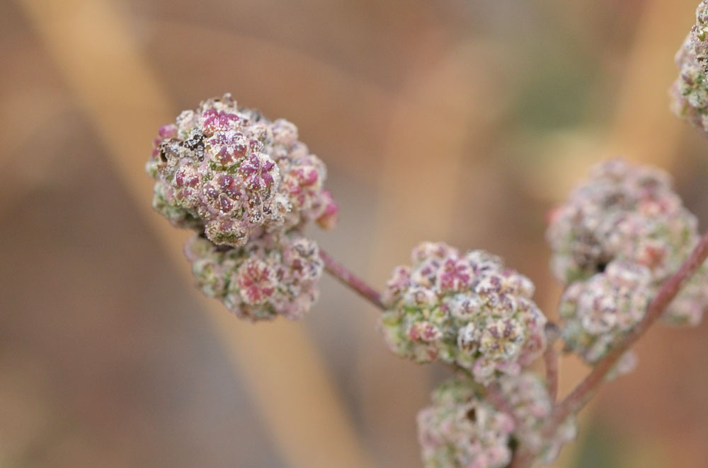 Изображение особи род Chenopodium.