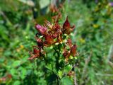 Hypericum maculatum. Соплодие. Беларусь, Гродненская обл., Новогрудский р-н, верховья р. Литовка, низинный таволгово-разнотравный луг. 22.07.2014.