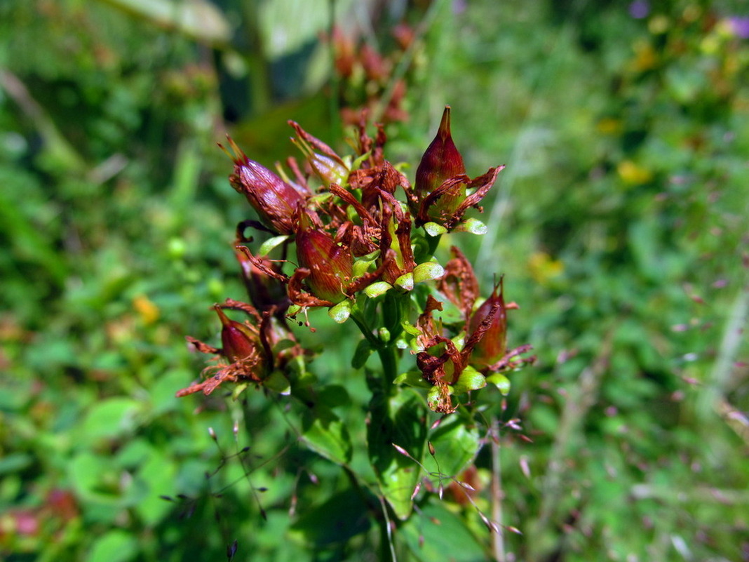 Image of Hypericum maculatum specimen.