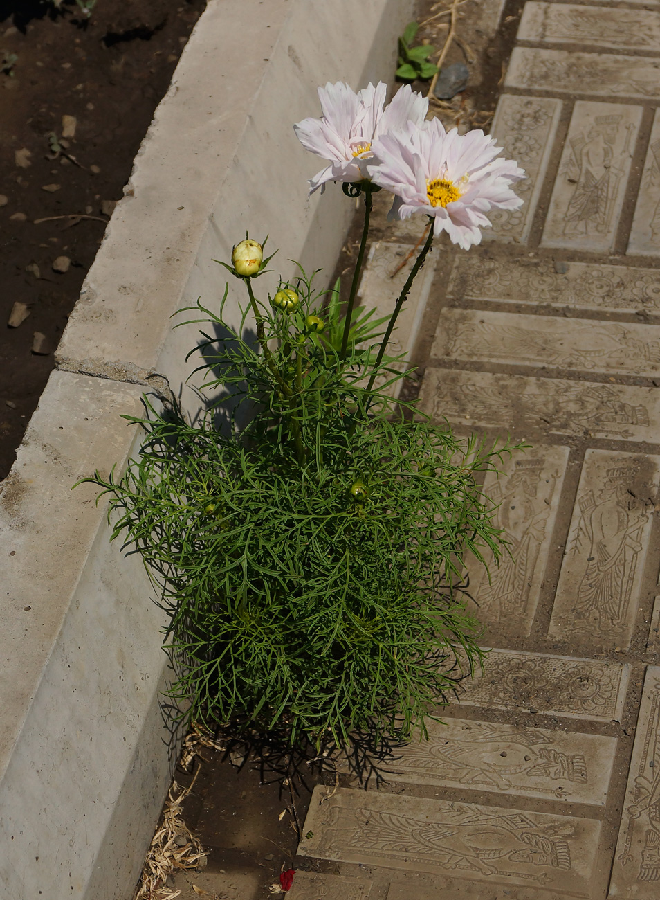 Image of Cosmos bipinnatus specimen.