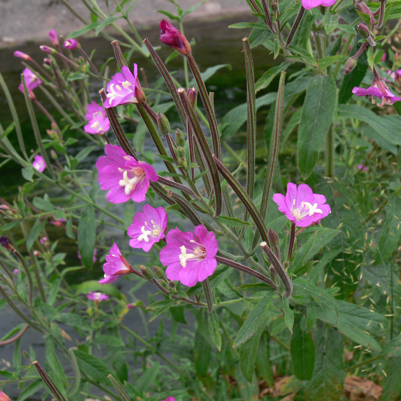 Изображение особи Epilobium hirsutum.