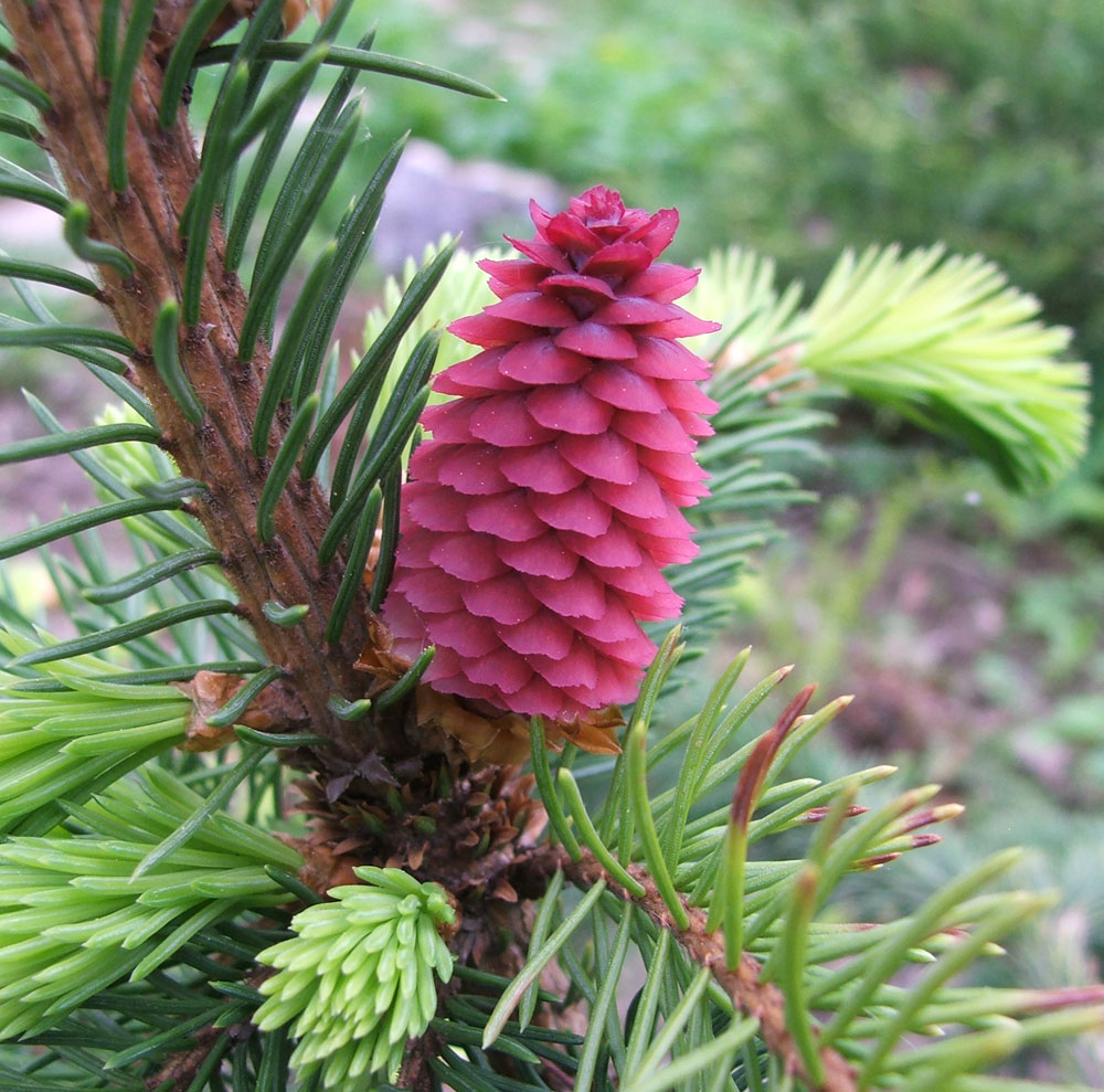 Image of Picea abies specimen.
