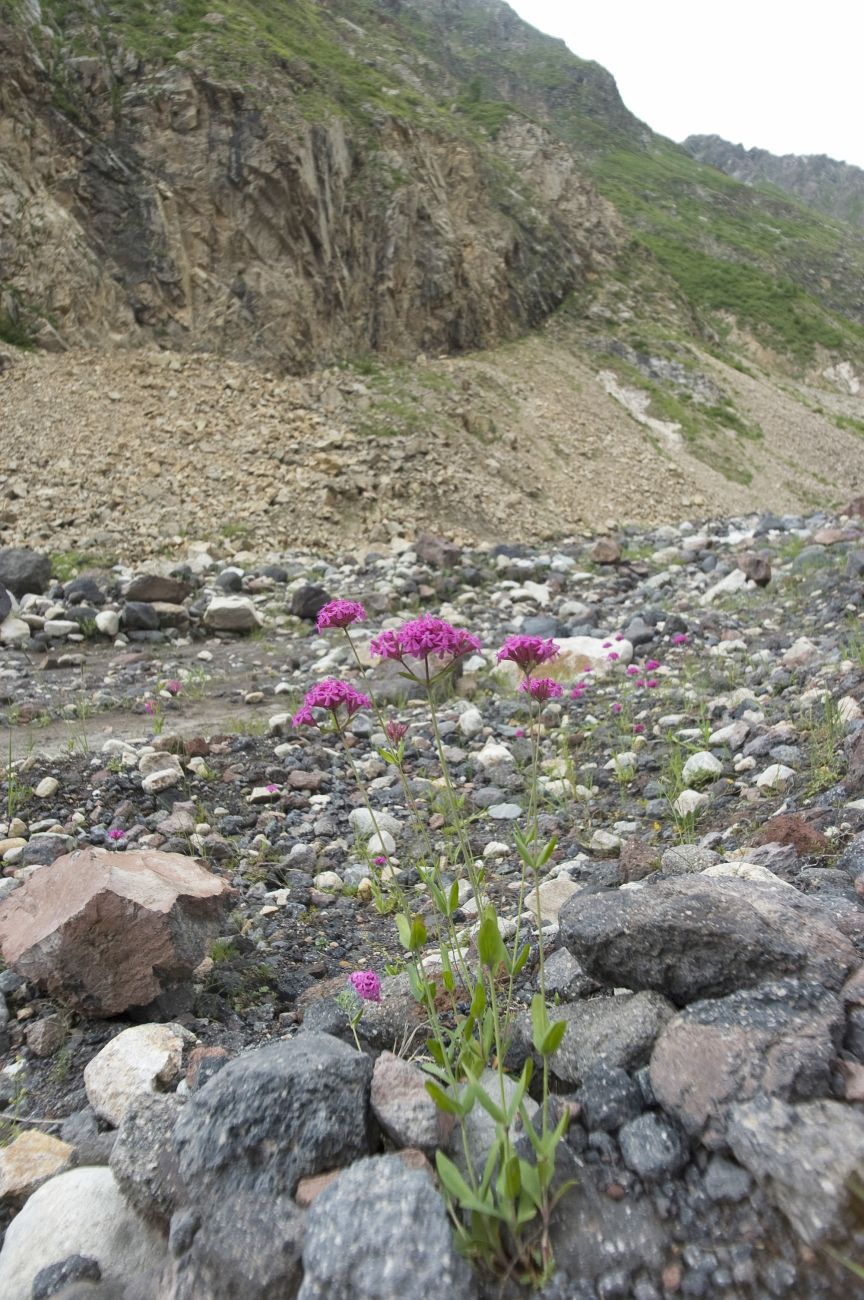 Image of Silene compacta specimen.