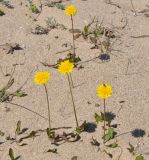 Sonchus bulbosus