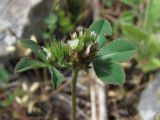 Trifolium scabrum. Верхняя часть растения с соцветием. Крым, Байдарская долина, 21 мая 2010 г.