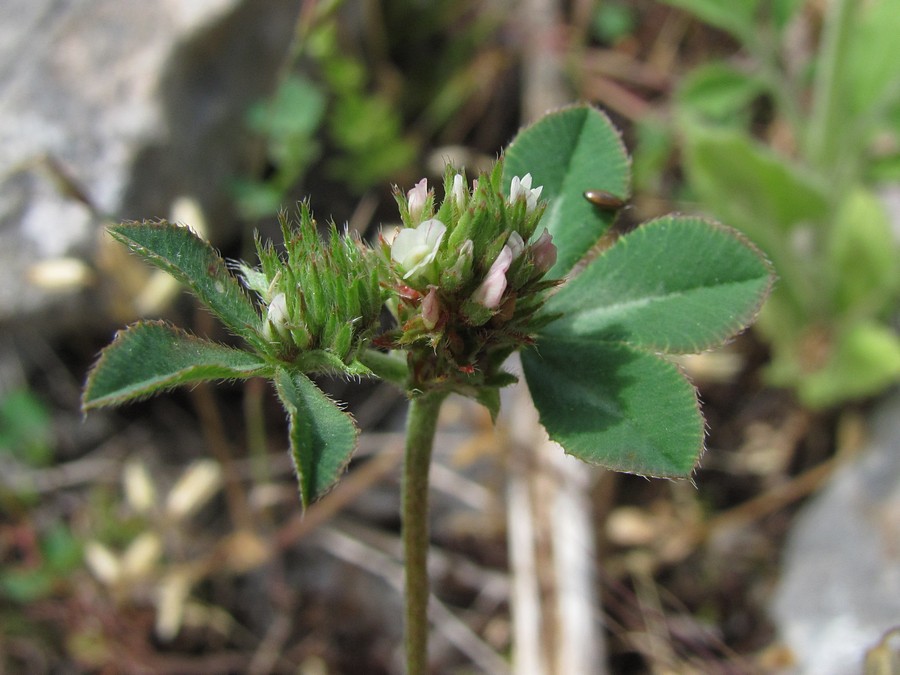 Изображение особи Trifolium scabrum.