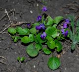 Viola odorata