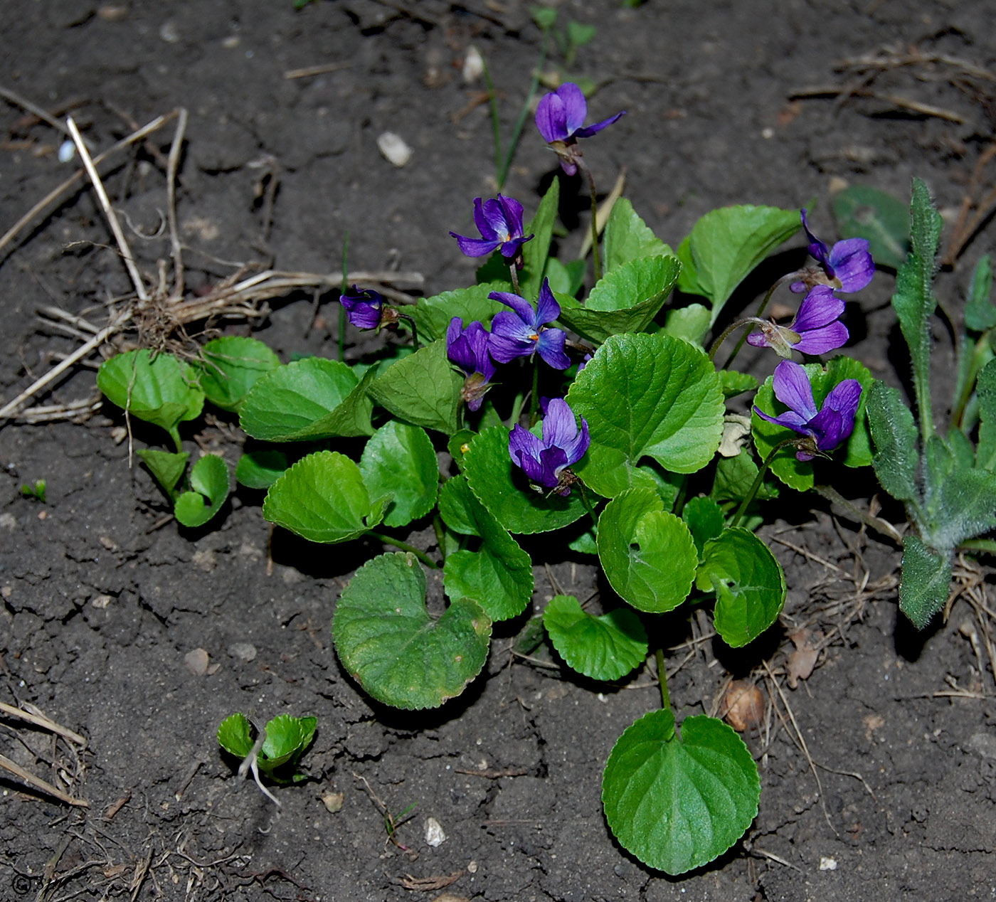 Изображение особи Viola odorata.