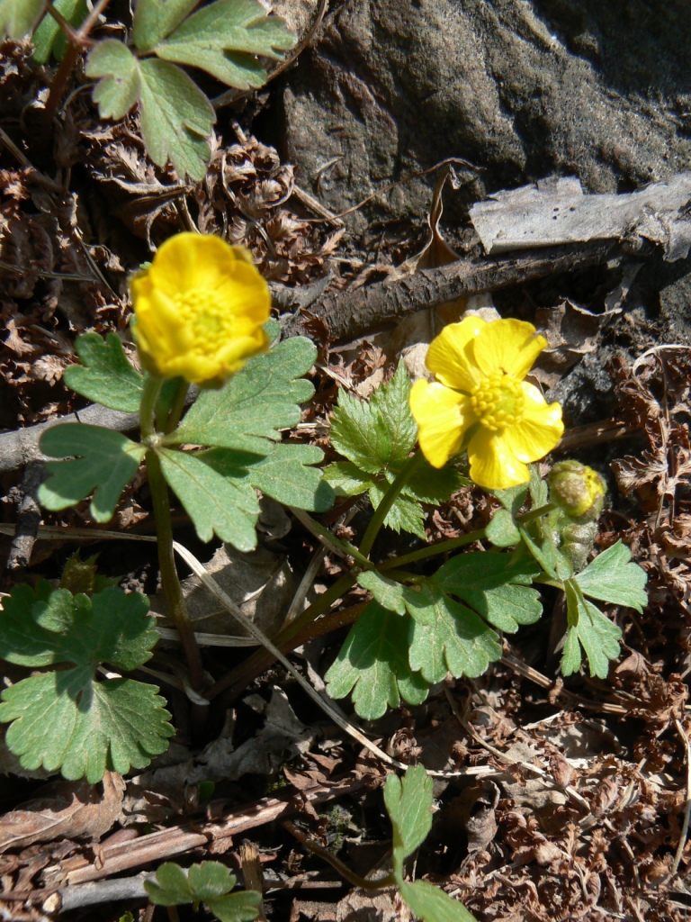 Изображение особи Ranunculus franchetii.