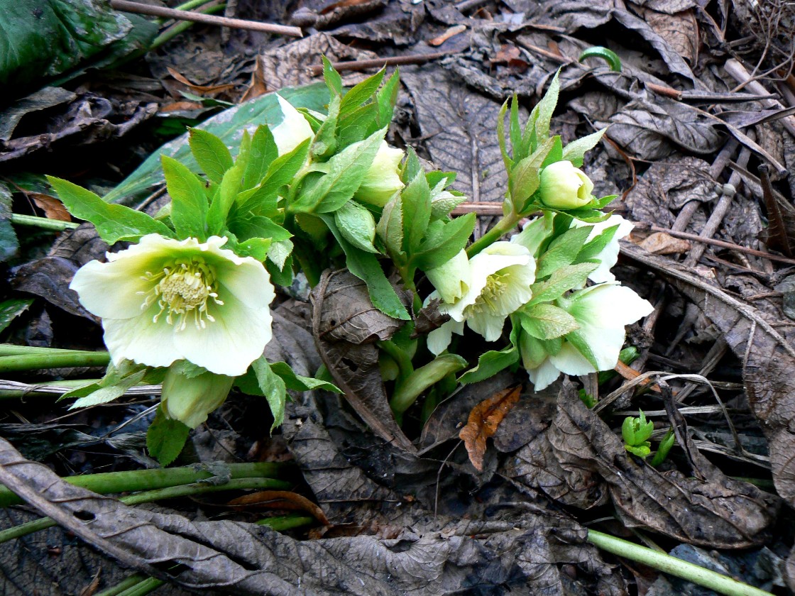 Изображение особи Helleborus caucasicus.