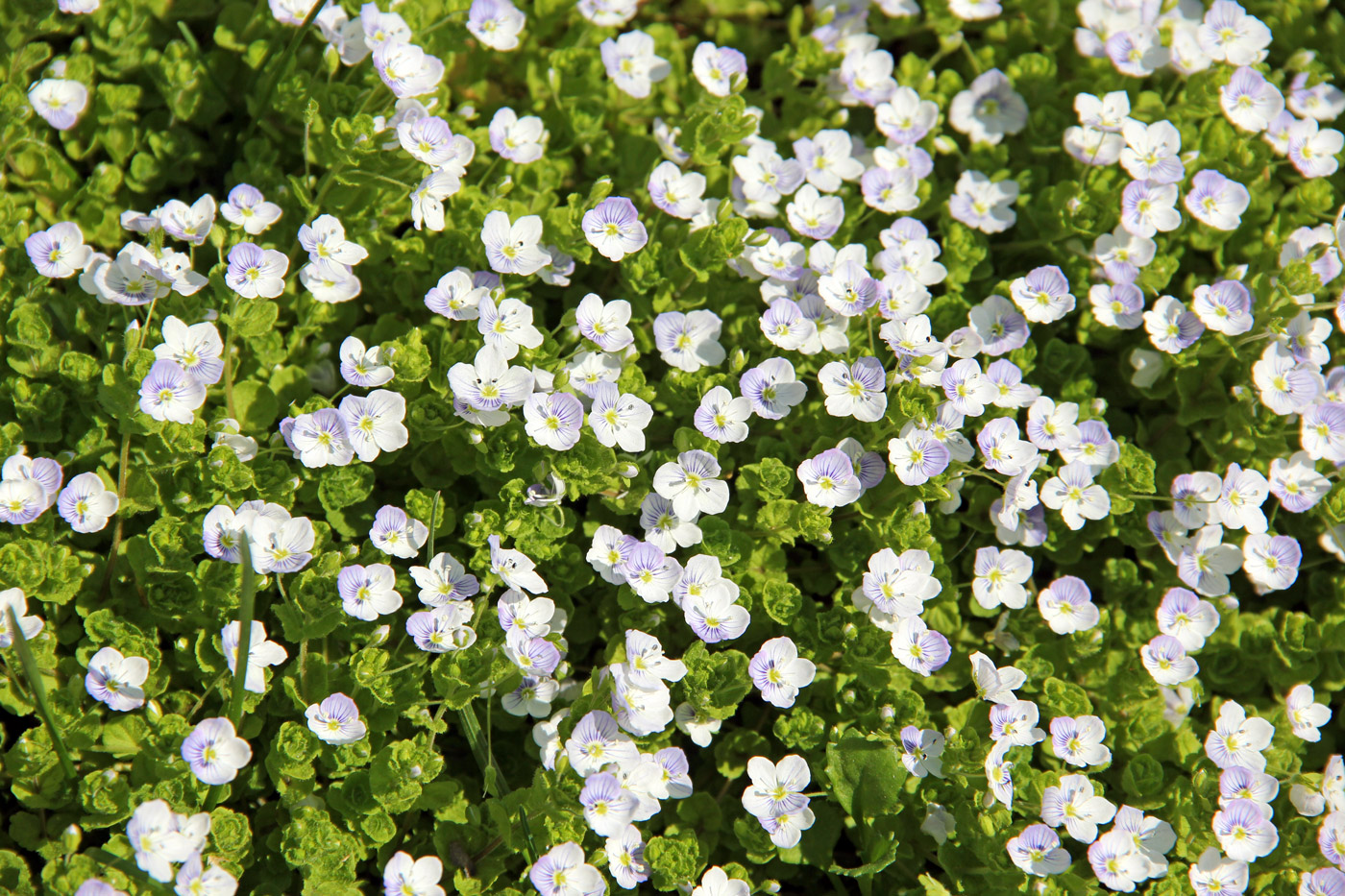 Изображение особи Veronica filiformis.