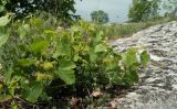 Vitis vinifera. Верхушка побега с соцветиями. Крым, Бахчисарайский р-н, плато Мангуп-Кале. 19.05.2018.