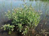 Salix cinerea. Куст на береговой кромке озера в окружении побегов Phragmites australis. Московская обл., г. Электрогорск, южный берег Стахановского озера. 27.05.2018.