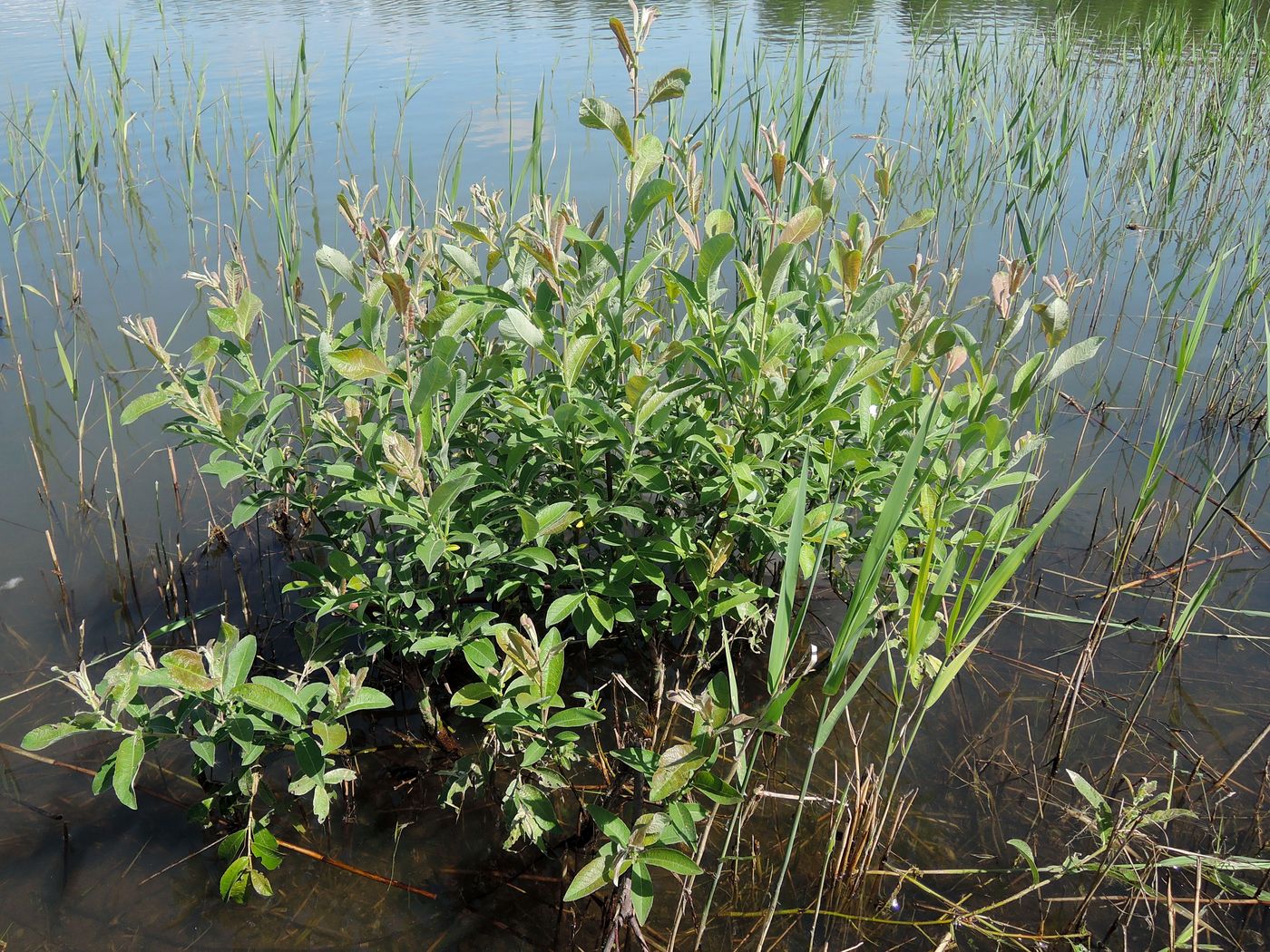 Image of Salix cinerea specimen.