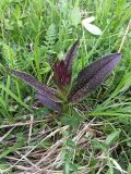 Dactylorhiza euxina