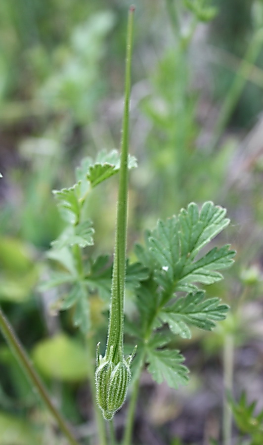 Image of Erodium ciconium specimen.