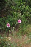 Althaea cannabina