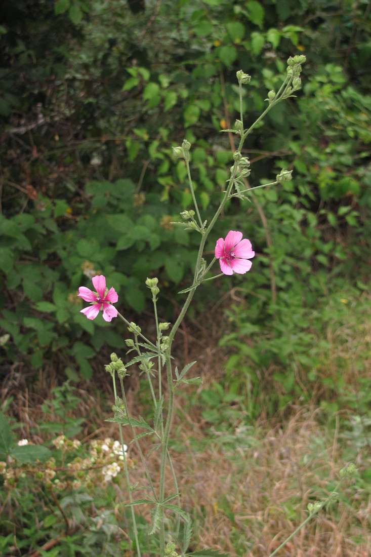 Image of Althaea cannabina specimen.