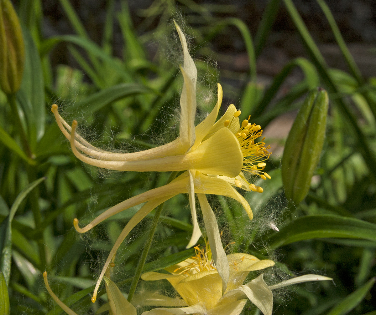 Изображение особи род Aquilegia.