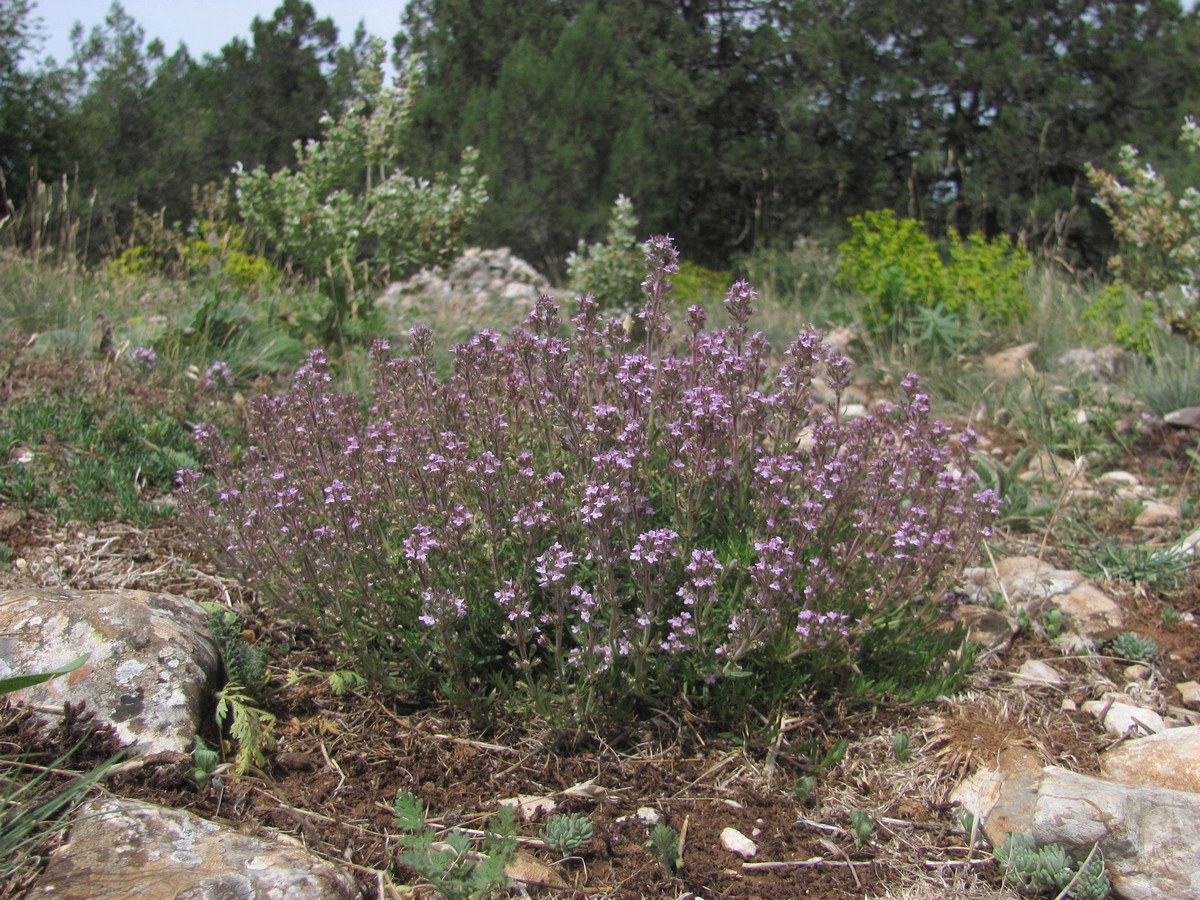 Изображение особи Thymus dzevanovskyi.