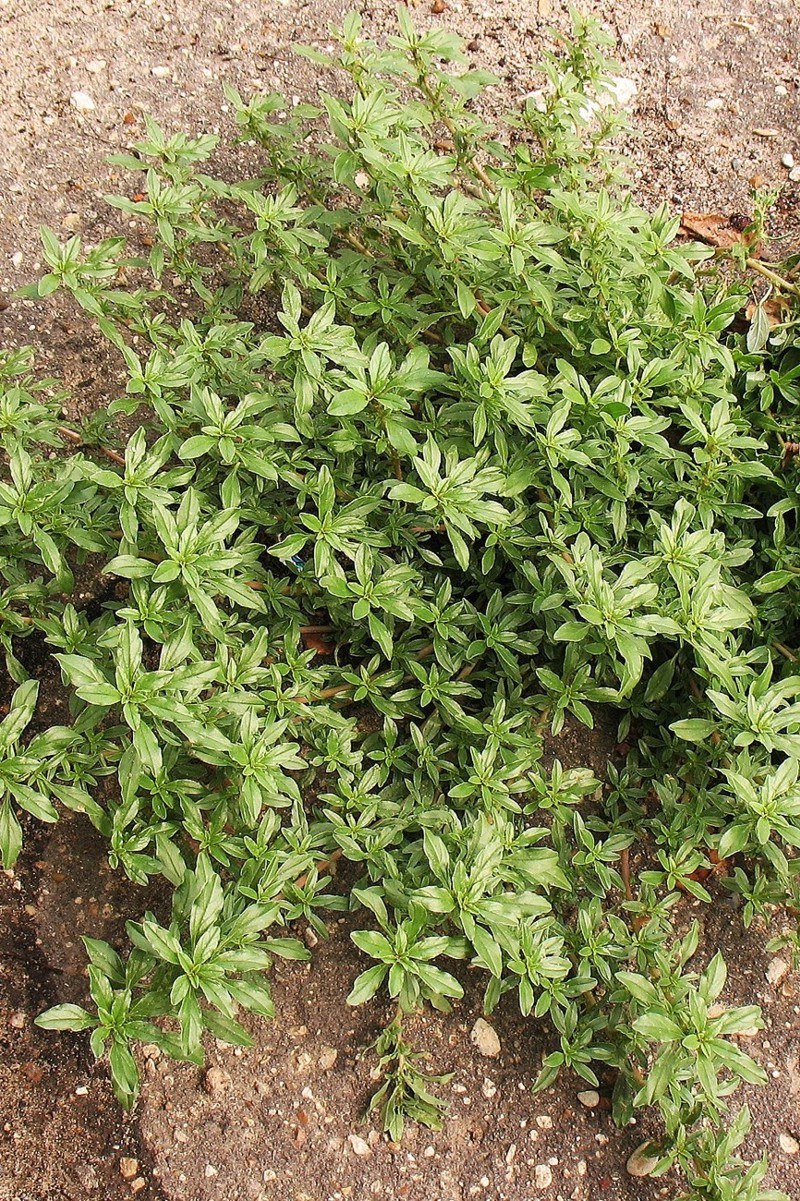 Image of Amaranthus blitoides specimen.