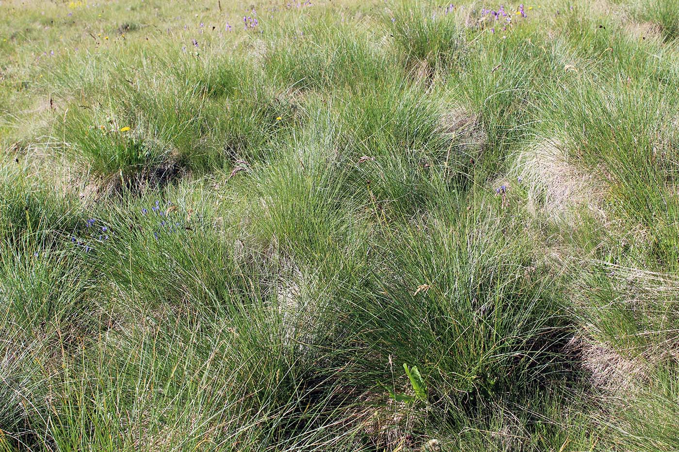 Изображение особи Festuca woronowii.