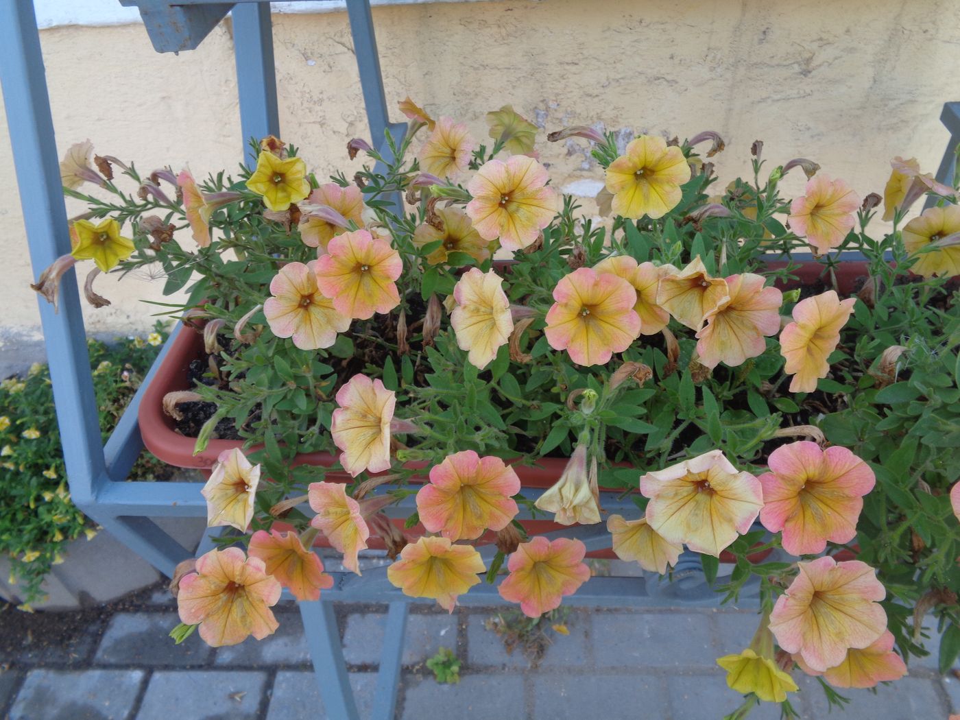 Image of Petunia × atkinsiana specimen.