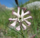 Silene lychnidea. Цветок. Кабардино-Балкария, Эльбрусский р-н, долина р. Ирикчат, ок. 2900 м н.у.м., субальпийский луг. 06.08.2018.