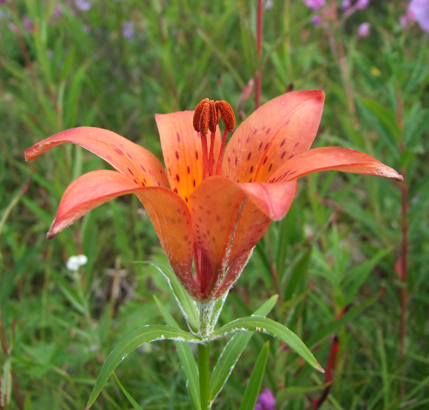 Изображение особи Lilium pensylvanicum.