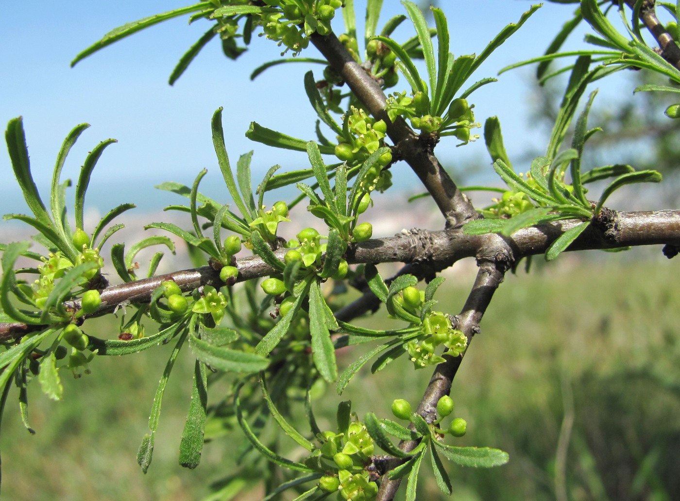 Image of Rhamnus erythroxyloides specimen.