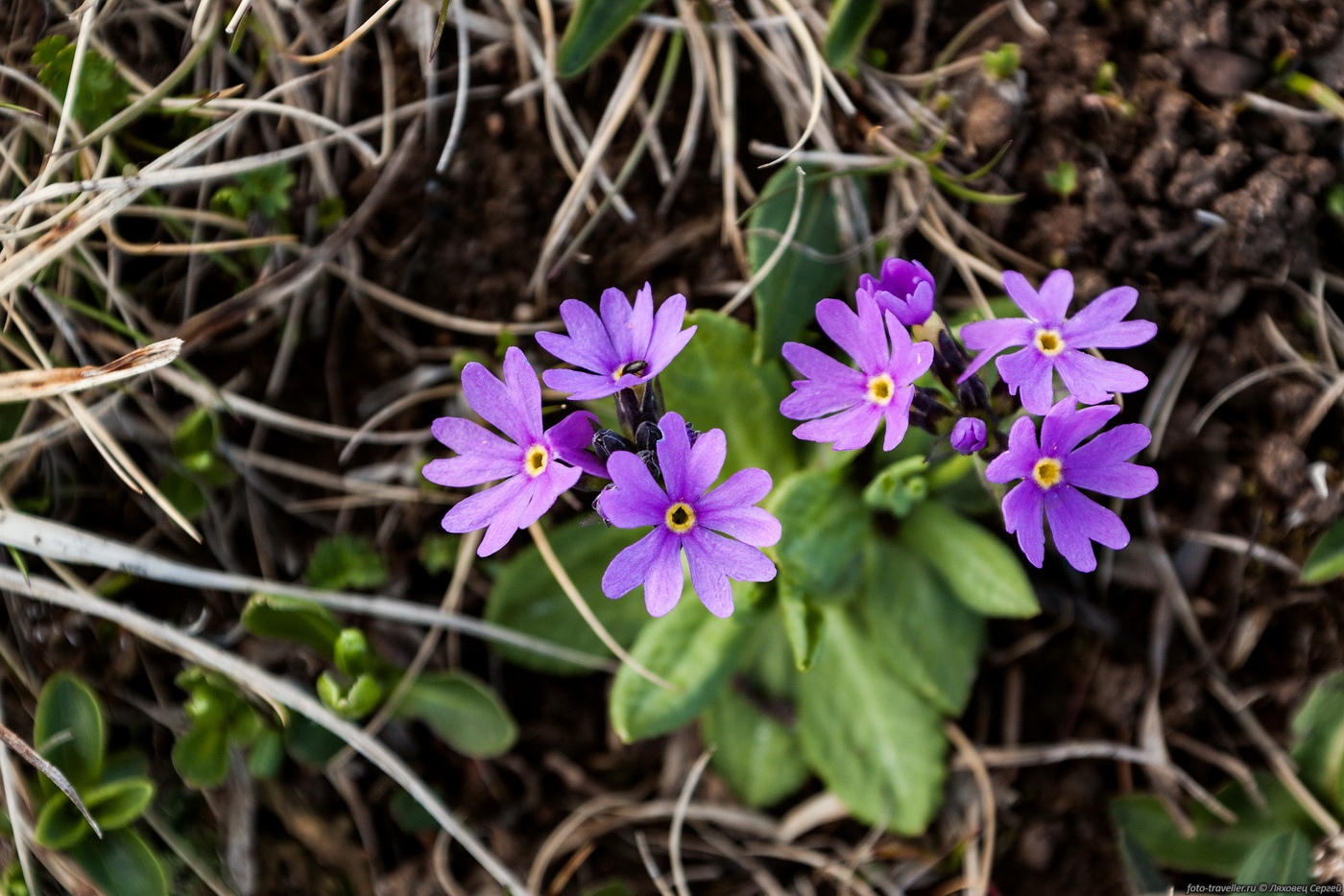 Изображение особи Primula algida.