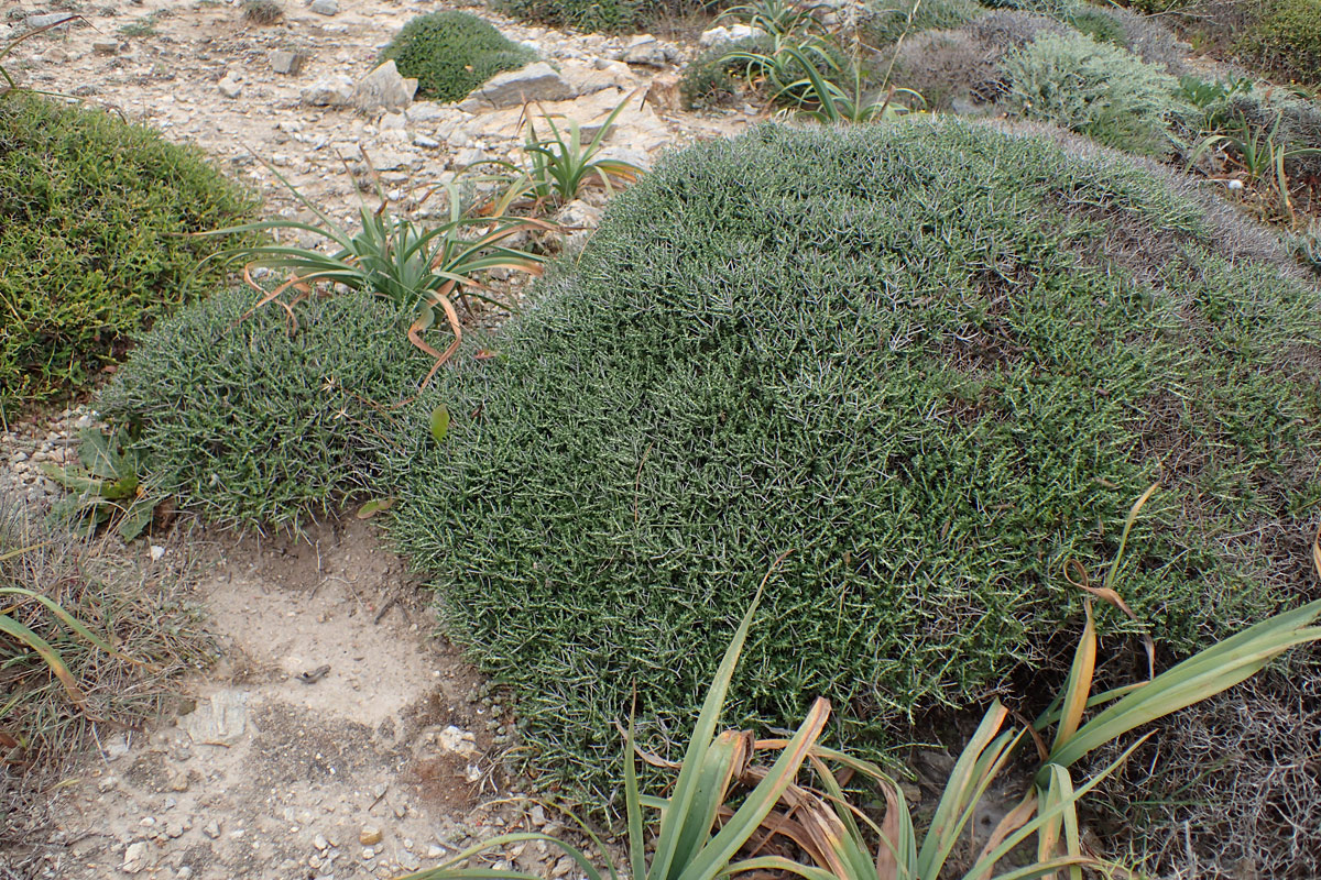 Image of Thymbra capitata specimen.