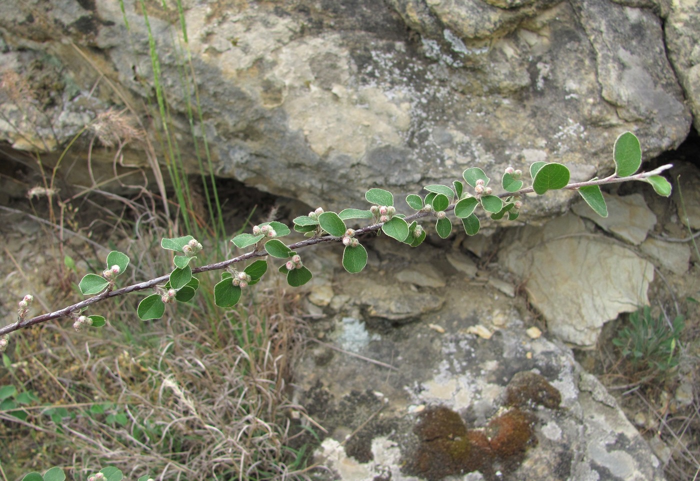 Image of Cotoneaster nummularius specimen.